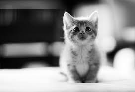  The Best Care For Your Kitten 