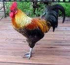 Raleigh the Rooster | Children's Stories