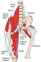 Adductor muscles of the hip - Wikipedia, the free encyclopedia