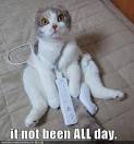 http://www.gamersbin.com/attachments/f15/446d1295662614-funny-gaming-pictures-funny-pictures-cat-wii-excuse.jpg