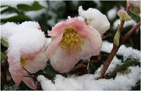 elleboro antico inverno