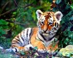 File:Tiger Cub.jpg - Wikimedia Commons
