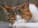 Sleepy Cat Pictures