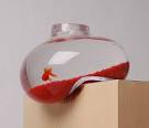 An Ingenious Idea: Distorted Aquarium by Psalt Design
