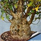 <b>Bursera</b> fagaroides