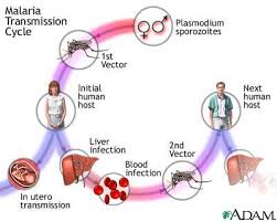Malaria Prevention
