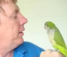 Greg Brandon and. Sammy is a quaker parrot, a family pet with a vocabulary ... - r236633_953347