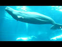 Beluga Whale