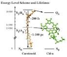 Light Harvesting by Carotenoids
