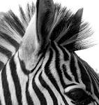 Sometimes things are simply black and white… | voice