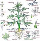 Imagenes De Marihuana