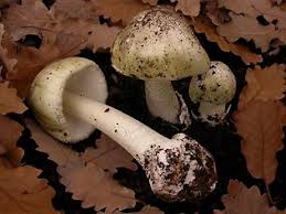 image of death cap mushroom