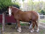 http://upload.wikimedia.org/wikipedia/commons/1/1f/Belgian_draft_horse.jpg