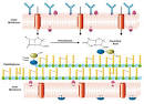 Beta-Lactam Resistance