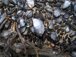 Image result for mussels