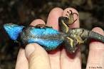 Sceloporus occidentalis longipes - Great Basin Fence Lizard