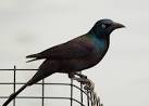Morning Roundup: Grackle Edition: DCist