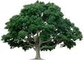 Batanian Tree Service