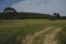 SS8186 : The Breast Plantations in Margam Country Park - via Daymix