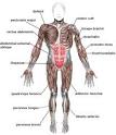 <b>Muscles</b>, anterior view (See