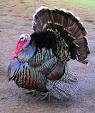 Domesticated turkey - Wikipedia, the free encyclopedia