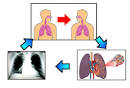 Public Health: Tuberkulosis ( TBC )
