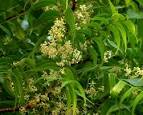 <b>Azadirachta</b> indica
