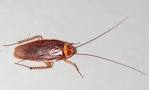 File:American-cockroach.jpg - Wikipedia, the free encyclopedia