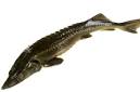 Russian Sturgeon products, buy Russian Sturgeon products from alibaba.