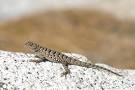 wildherps.com - Western Fence Lizard (Sceloporus occidentalis)