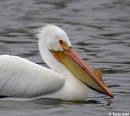 American White Pelican - South Dakota Birds
