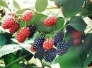http://image.made-in-china.com/2f0j00qBjEkyerSbon/Mulberry-Fruit-Extract-Mulberry-Leaf-Extract-10-flavones-DNJ1-.jpg