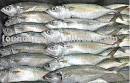 new fish (indian mackerel) products,China new fish (indian ...