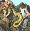 research on green anaconda