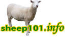 Sheep 101 Home Page