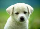 Missouri Voters: Puppy Mills Are Bad, Let's Pass Prop B. Missouri ...