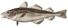 File:Atlantic cod.jpg - Wikipedia, the free encyclopedia