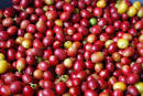 Production process of Colombian coffee
