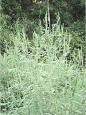 Ragweed - Wikipedia, the free encyclopedia
