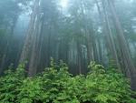 Olympic National Park :: Natural Wonders Maravilhas Naturais