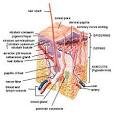 <b>Skin</b> - Wikipedia, the free encyclopedia
