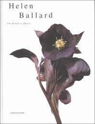 Jelitto Perennial Seed | Helen Ballard \u0026#39;The Hellebore Queen ...