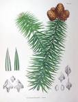 File:<b>Cunninghamia</b> sinensis