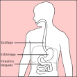 Stomach_diagram-es.svg ‎(SVG - via Daymix