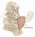 where the <b>facial nerve</b>