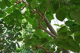 Image result for Ficus platyphylla