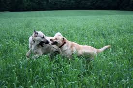 Kangal vs. Labrador - Bild \u0026amp; Foto von Jessica Dort. aus ...