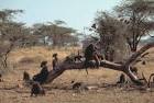 Olive baboons primates papio - via Daymix