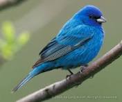 external image images?q=tbn:ANd9GcREFRt51Z_h-SWTkqXyKVUhFgRxVt2OBZzRZqH7YsP6WfthZ4IFxB5WELCo