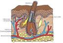 Hair Structure and Hair Life Cycle